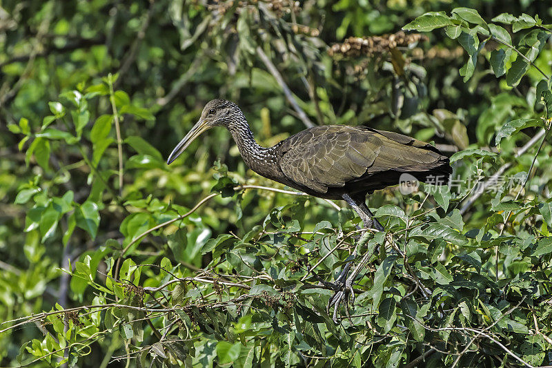 limpkin (Aramus guarauna)，也被称为carrao, courlan，和哭泣的鸟，是一种看起来像一个大栏杆的鸟。发现于巴西潘塔纳尔地区。